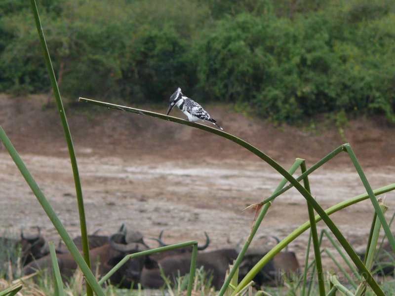 327 325 P1130458_cr.jpg